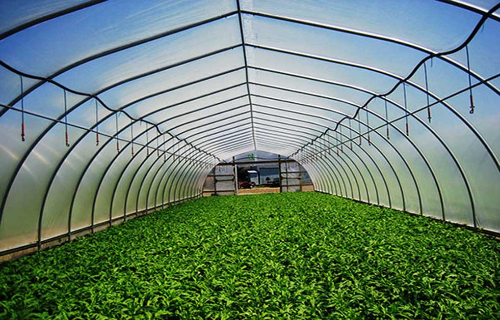 plants growing in green house