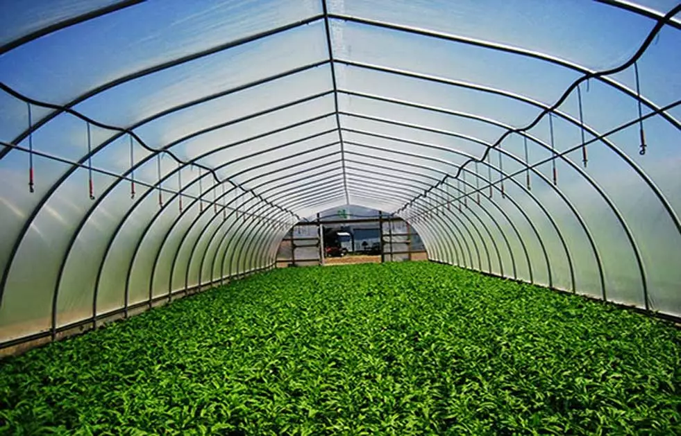 plants growing in green house